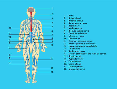 Infographics scheme of anatomical structure of human nervous system.