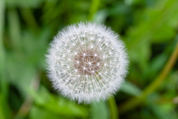 Fototapeta premium Bloomed dandelion flower at blurred green background.