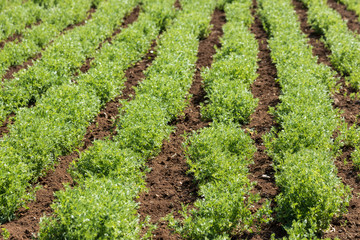Rows of lentil plants in a field. Agriculture