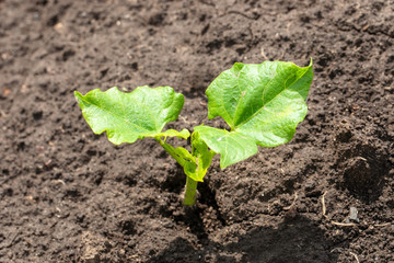young green bean sprout at farm. agricultural and healthy eating concept.