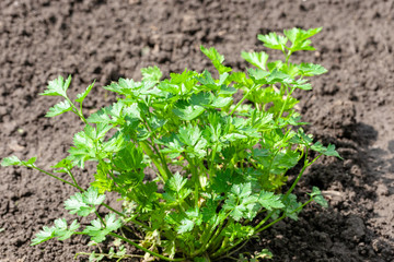 green parsley herb at farm. natural healthy plant. Petroselinum crispum.