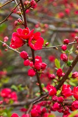 Fototapeta na wymiar Flowering Red Bush