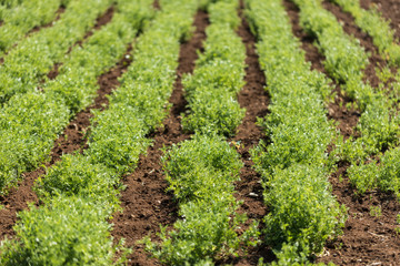 Rows of lentil plants in a field. Agriculture