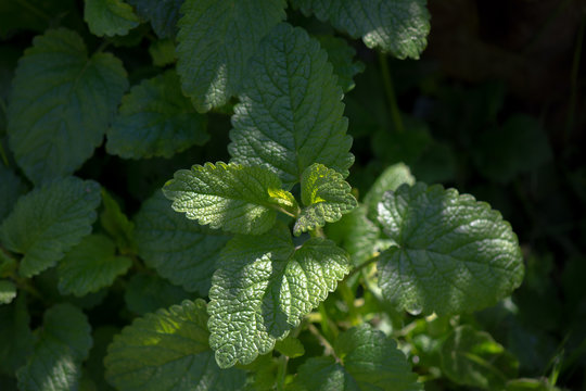 M&eacute;lisse officinale (Melissa officinalis), &eacute;galement appel&eacute;e m&eacute;lisse citronnelle