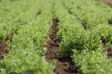 Rows of lentil plants in a field. close-up of a plant. Agriculture