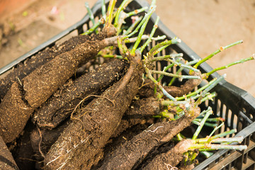 roots of roses flower ready for seedling in spring soil