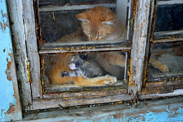 cat with newborn kittens in the window, blurred background