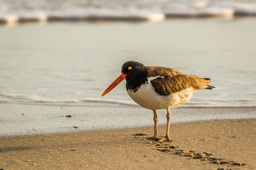 American Oystercatcher (Haematopus palliatus) with bands, number 38, walks along the beach at daybreak in Cape May, NJ
