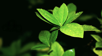 Green leaves of tree