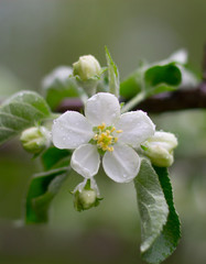 flower spring tree white apple summer blossom green 