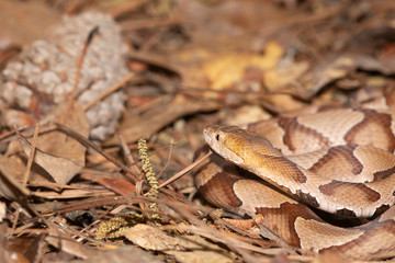  Southern Copperhead on the North Carolina Coast