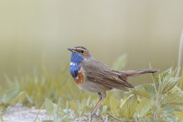 Ptak, podróżniczek © arek0michalak
