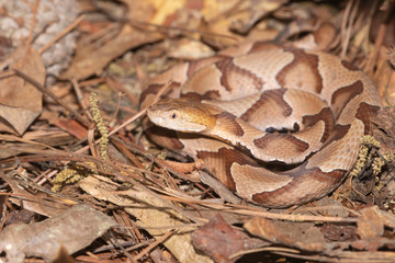  Southern Copperhead on the North Carolina Coast