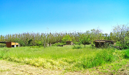 Campos de colza y amapolas en Girona, Catalunya, España, Europa
