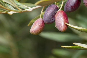 Colorful olive tree fruits close up