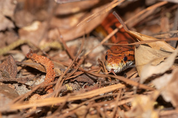 Corn Snake on the North Carolina Coast