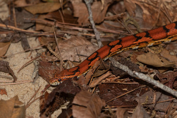 Corn Snake on the North Carolina Coast