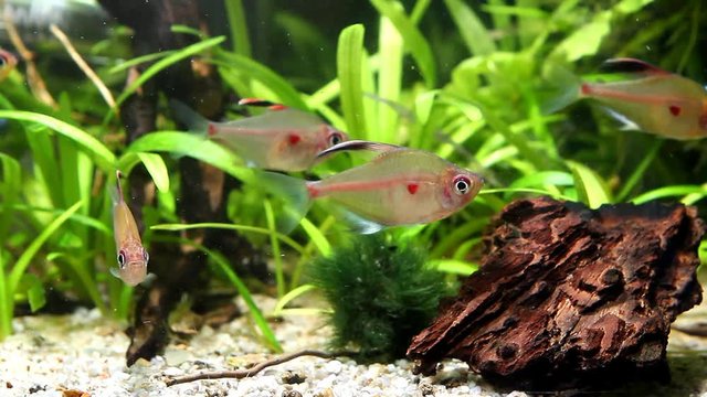 peaceful and relaxing blackwater biotope aquarium with a shoal of bleeding heart tetra, Hyphessobrycon socolofi, wild freshwater fish from Barcelos, Rio Negro show natural behavior, underwater footage