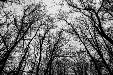 silhouette of a tree
