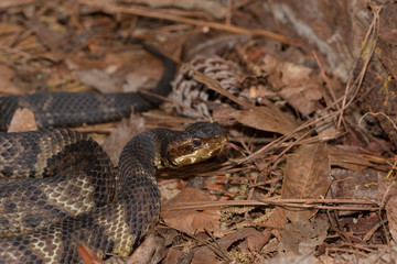 Eastern Cottonmouth (Water Moccasin) in North Carolina