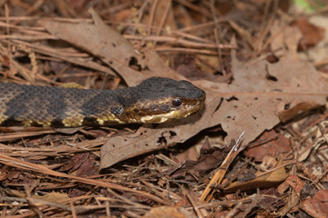 Eastern Cottonmouth (Water Moccasin) in North Carolina