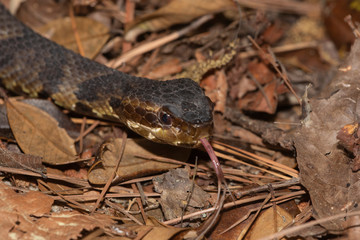 Eastern Cottonmouth (Water Moccasin) in North Carolina