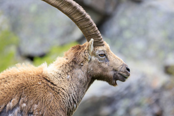 stambecco nel Parco Nazionale del Gran Paradiso	