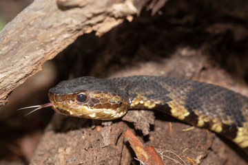 Eastern Cottonmouth (Water Moccasin) in North Carolina