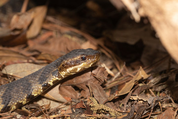 Eastern Cottonmouth (Water Moccasin) in North Carolina