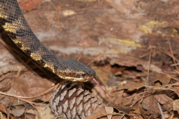 Eastern Cottonmouth (Water Moccasin) in North Carolina
