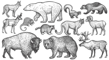 Animals of North America big set.