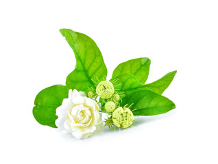 Jasmine flowers isolated on white background