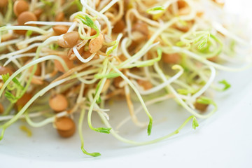Fresh Lentil Sprout