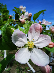 large apple flower on a sunny day