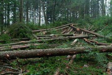 Pile of freshly cut conifer trees in forest
