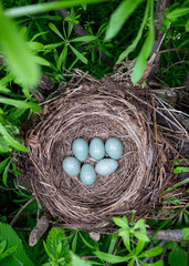 Obraz premium blackbird's nest in the forest