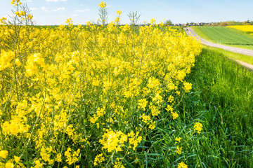 rape field spring background