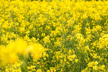 Fototapeta premium rape field spring background