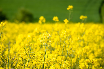 rape field spring background