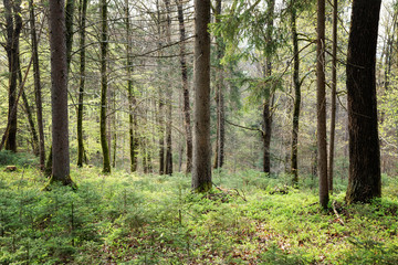 Naklejka premium Spring season green forest landscape