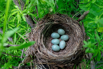 blackbird's nest in the forest