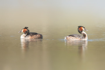 Perkoz © arek0michalak