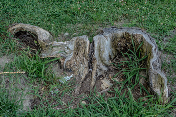 roots of a tree
