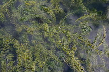 water, nature, green, river, lake, sea, landscape, summer, blue, reflection, pond, stone, natural, stones, rock, algae, forest, stream, ocean, texture, transparent, clear, fish, plant, tree
