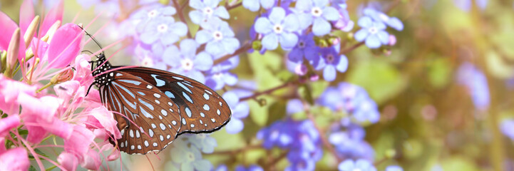 Tropischer Schmetterling in Rosa Blüten bei Sonnenschein