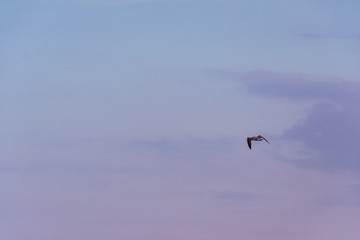 flying in the sky