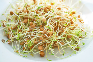 Fresh Lentil Sprout