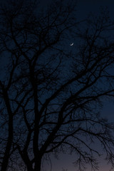 silueta arbol atardecer con luna