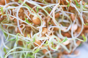 Fresh Lentil Sprout