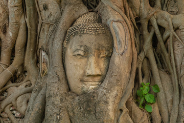 Ayutthaya Buddha Head statue with trapped in Bodhi Tree roots at Wat Maha That (Ayutthaya).